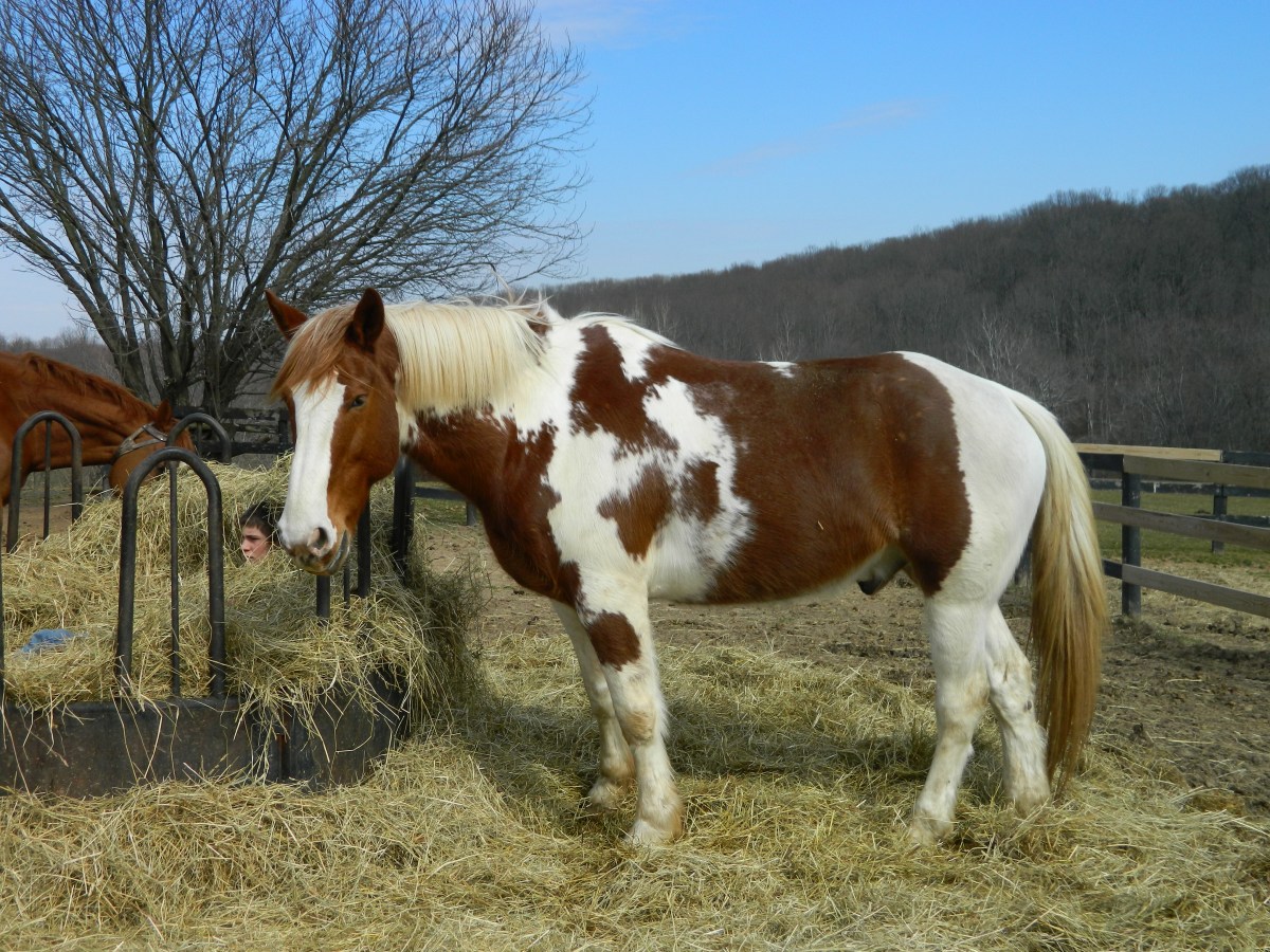 Clydesdale Angry About Lack Of Representation In&nbsp;Congress