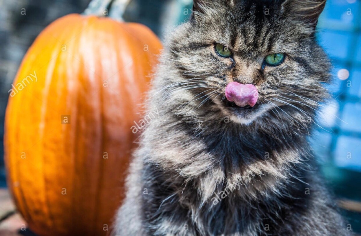 “I’m Not Hungry Anymore” Says Cat After Mutilating Innocent&nbsp;Rodent