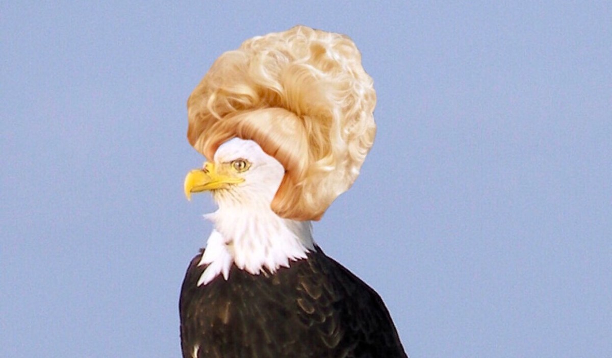 Bald Eagle Tries&nbsp;Rogaine