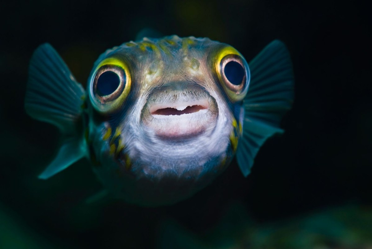 Study: Fish Still Dumb As&nbsp;Shit