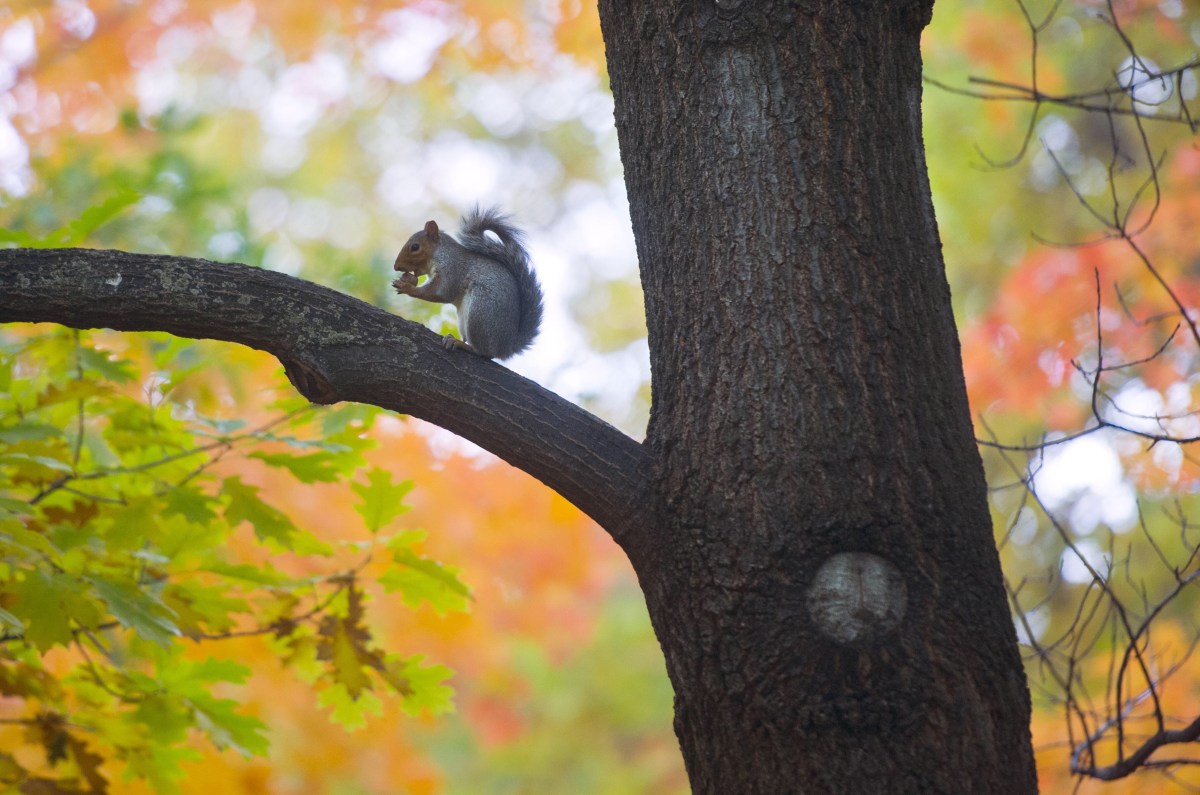 Squirrel Just Sitting There For A&nbsp;While