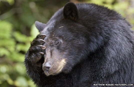 Grizzly Bear Arrested For Black Bear&nbsp;Face