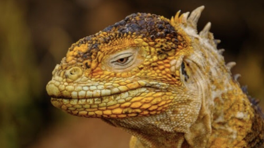 Lizard People Worried About Lack Of Representation In Mainstream&nbsp;Media