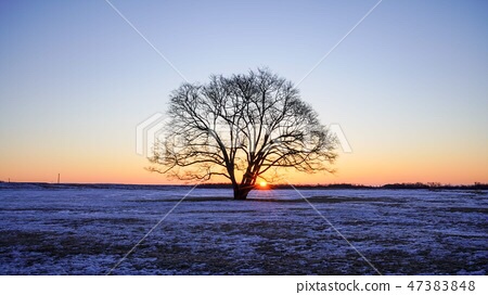 Shit Talking Tree Is All Bark And No&nbsp;Bite