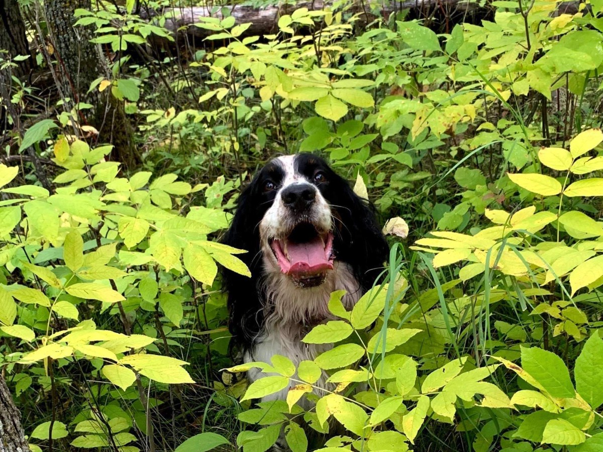 Lucky! This Dog is Completely Unaware of Our Country’s Crumbling&nbsp;Infrastructure